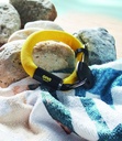 Immagine 4