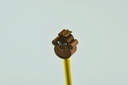 Immagine 9