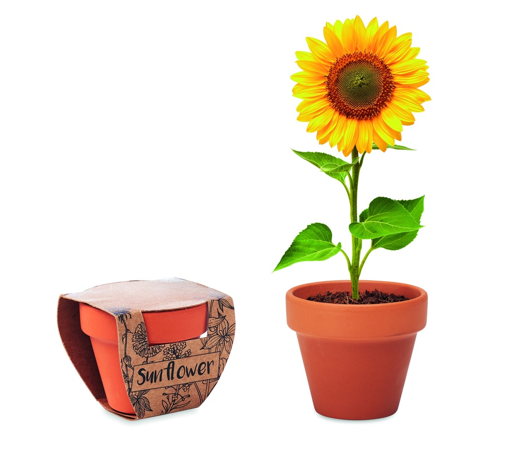 [MO6147-40] Vaso in terracotta a forma di girasole