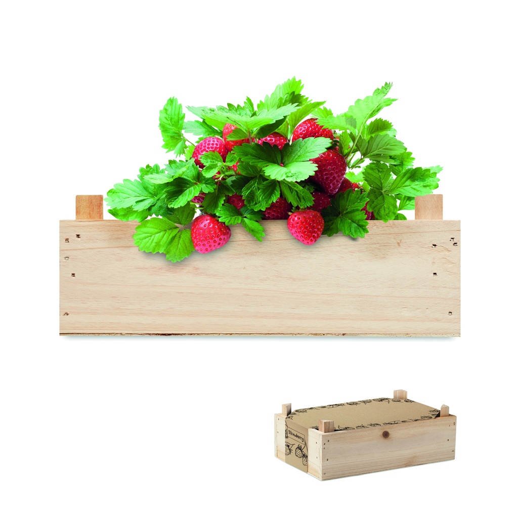 [MO6506-40] Kit per fragole in cassa di legno