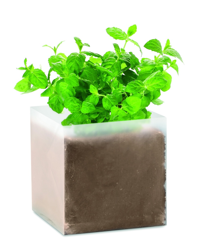 Compost con semi di menta
