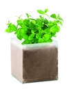 Compost con semi di menta