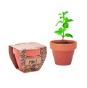 Vaso di terracotta "menta"