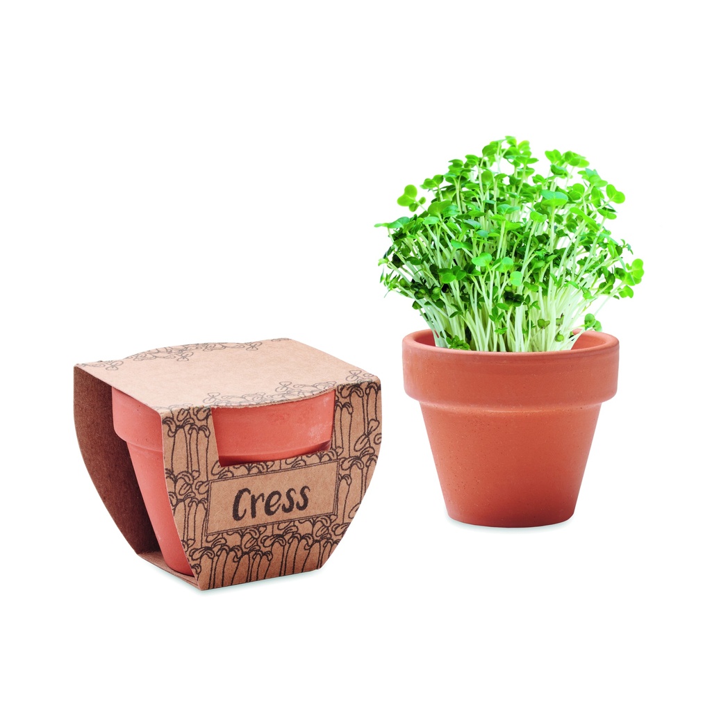 [MO2219-40] Crescione in vaso di terracotta